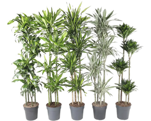 Dračinec Luxe mix FloraSelf Dracaena výška cca 180 cm květináč Ø 27 cm 1 ks, různé druhy