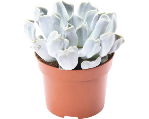 Pupovice FloraSelf Echeveria 'Thriller Pearl' výška 15-17 cm květináč Ø 12 cm Tlustice v květináči