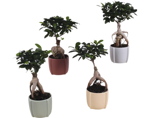 Fíkovník maloplodý FloraSelf Ficus microcarpa Ginseng výška cca 30 cm vč. keramického obalu Noah Ø 12 cm 1 ks, různé barvy obalu