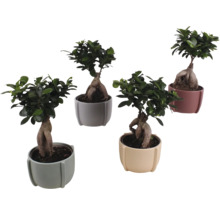 Fíkovník maloplodý FloraSelf Ficus microcarpa Ginseng výška cca 35 cm v keramickém obalu Noah Ø 15 cm 1 ks, různé druhy