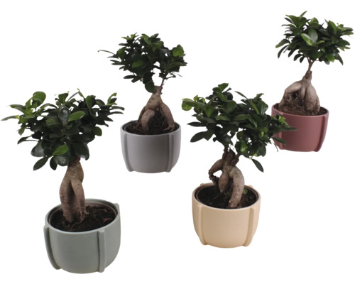 Fíkovník maloplodý FloraSelf Ficus microcarpa Ginseng výška cca 35 cm v keramickém obalu Noah Ø 15 cm 1 ks, různé druhy