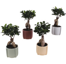 Několik rostlin Ficus Ginseng Bonsai v květináčích