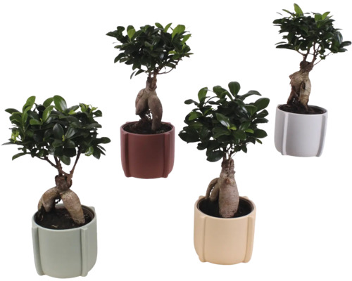 Fíkovník maloplodý FloraSelf Ficus microcarpa Ginseng výška cca 40 cm v keramickém obalu Noah Ø 19 cm 1 ks, různé druhy