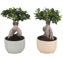 Dva bonsaje Ficus Ginseng v keramických květináčích
