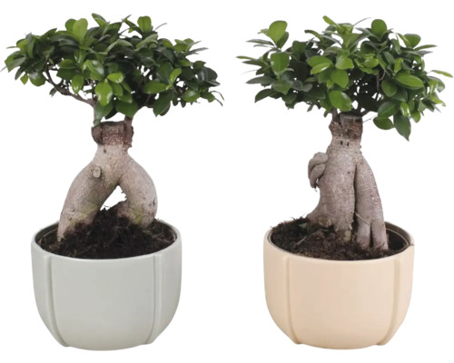 Fíkovník maloplodý FloraSelf Ficus microcarpa Ginseng výška cca 45 cm v keramickém obalu Noah Ø 23 cm 1 ks, různé druhy