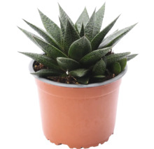 Gasteria v květináči
