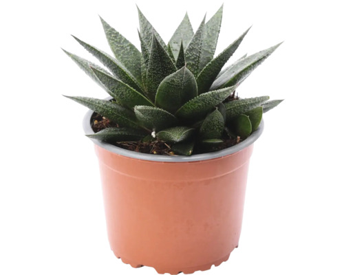Gastérie FloraSelf Gasteria x hybrid 'Flow' výška cca 25 cm květináč Ø 14 cm Gasteria v květináči