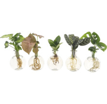 Zelená rostlina prostokořenná MIX ve skleněné váze Samoa FloraSelf syngónie, klusie větší, kalátea, monstera 1 ks, různé odrůdy