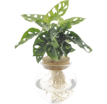 Monstera Adansonii ve skleněné váze s korkem