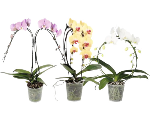 Motýlí orchidej mix FloraSelf Phalaenopsis květináč Ø 12 cm 2 laty 1 ks, různé barvy