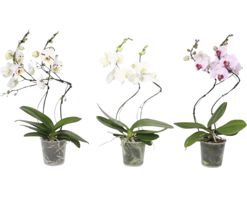 Tři orchideje v květináčích s různými barvami květů