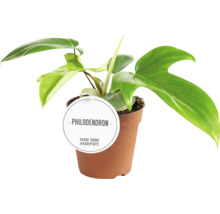 Pokojová rostlina Philodendron v květináči