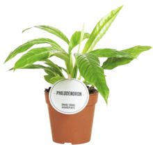 Pokojová rostlina Philodendron v květináči