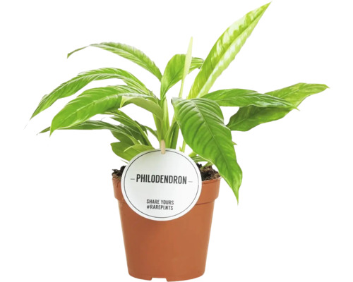Pokojová rostlina Philodendron v květináči
