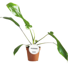 Filodendron zelený mix FloraSelf Philodendron výška cca 25 cm květináč Ø 12 cm 1 ks, různé druhy