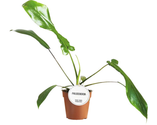 Pokojová rostlina Philodendron v květináči