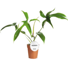 Filodendron zelený mix FloraSelf Philodendron výška cca 25 cm květináč Ø 12 cm 1 ks, různé druhy