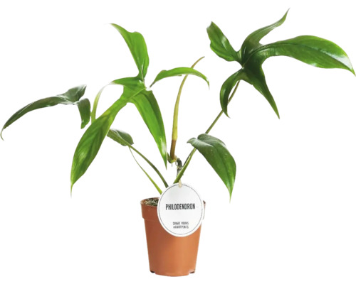 Pokojová rostlina Philodendron v květináči