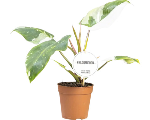 Rostlina Philodendron v květináči