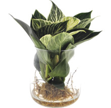 Filodendron ve skleněné váze FloraSelf Philodendron 'White Wave' prostokořenný