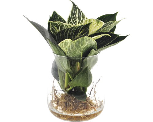 Filodendron ve skleněné váze FloraSelf Philodendron 'White Wave' prostokořenný Pokojová rostlina Philodendron ve skleněné nádobě s vodou a kořeny