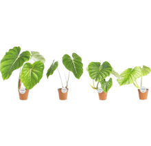Filodendron mix FloraSelf Philodendron výška cca 50 cm květináč Ø 15 cm 1 ks, různé druhy