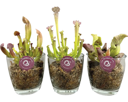 Masožravá rostlina špirlice mix FloraSelf Sarracenia skleněný květináč Ø 13 cm 1 ks, různé druhy