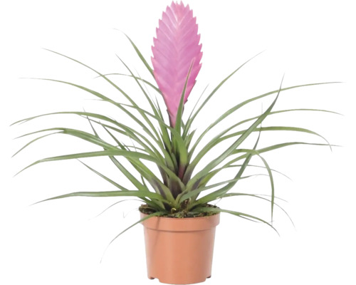 Tillandsie, kykatka FloraSelf Tillandsia 'Vincent' výška 20-35 cm květináč Ø 9 cm Tilandsie s růžovým květem v květináči