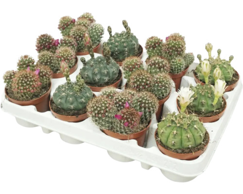 Kaktus s květy FloraSelf Cactus v květináči Ø 8,5 cm 1 ks, různé druhy