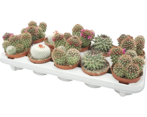 Kaktus s květy FloraSelf květináč Ø 10,5 cm 1 ks, různé druhy
