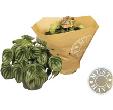 Pepřinec FloraSelf Peperomia argyreia výška cca 30 cm květináč Ø 17 cm