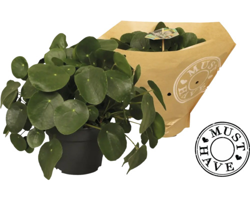 Pilea FloraSelf Pilea peperomioides výška cca 35 cm květináč Ø 17 cm