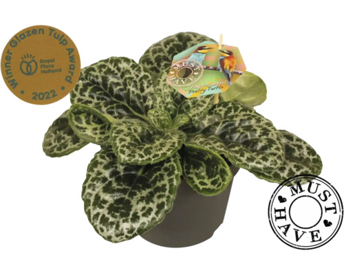 Tořivka FloraSelf Streptocarpus 'Pretty Turtle' výška cca 30 cm květináč Ø 17 cm Streptocarpus Pretty Turtle v květináči s oceněním Royal Flora Holland Glazen Tulp Award 2022 a pečetí Must Have