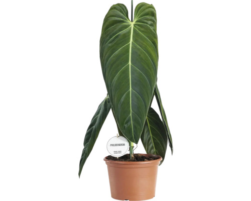 Filodendron černozlatý FloraSelf Philodendron melanochrysum výška 60-65 cm květináč Ø 21 cm