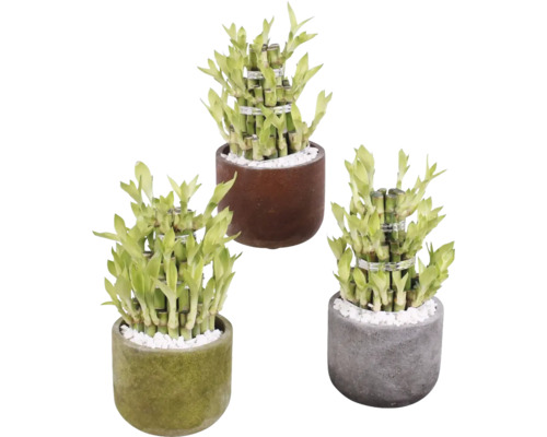 Dračinec pruhovaný FloraSelf Lucky Bamboo květináč Ø 11 cm Liam 1 ks, různé druhy Tři rostliny šťastného bambusu v květináčích