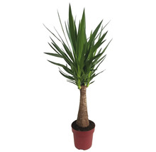 Juka obrovská FloraSelf Yucca 'Maya' výška cca 85 cm květináč Ø 24 cm