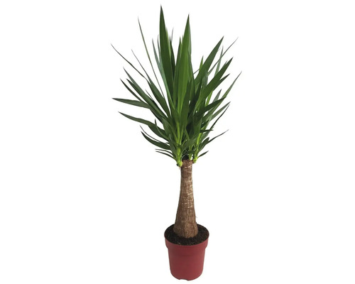 Juka obrovská FloraSelf Yucca 'Maya' výška cca 85 cm květináč Ø 24 cm