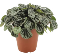 Pepřinec trpasličí FloraSelf Peperomia burbella výška cca 25 cm květináč Ø 15 cm