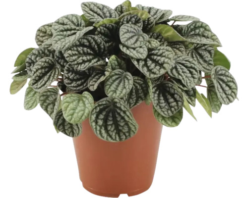 Peperomia Různorodá pokojová rostlina v květináči