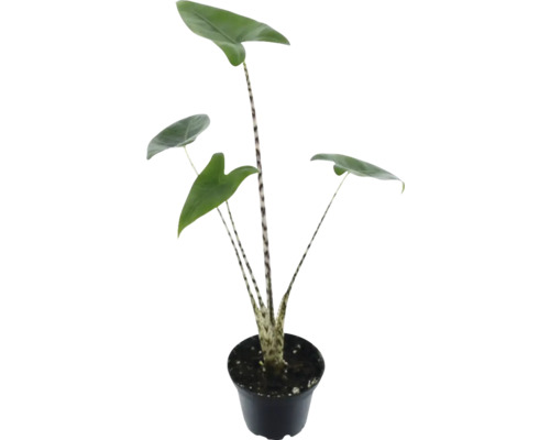 Zebra Maranta v květináči