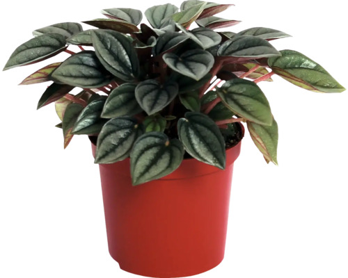 Pepřinec trpasličí FloraSelf Peperomia 'Napoli Nights' cca 15 cm květináč Ø 10,5 cm