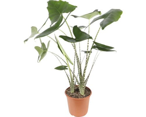 Pokojová rostlina Alocasia v květináči