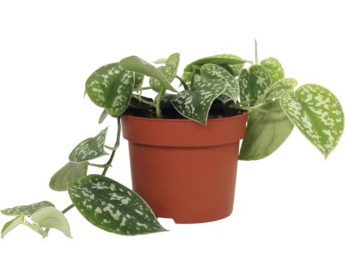 Šplhavnice, šplhavník FloraSelf Scindapsus pictus 15-20 cm květináč Ø 12 cm 1 ks Šplhavnice stříbrná rostlina v květináči