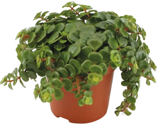 Peperomia rotundifolia v květináči