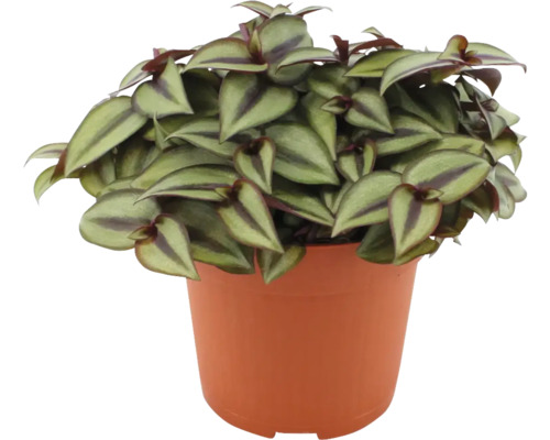 Zebra tradescantia v květináči
