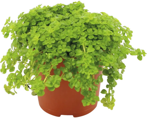 Plectranthus v květináči