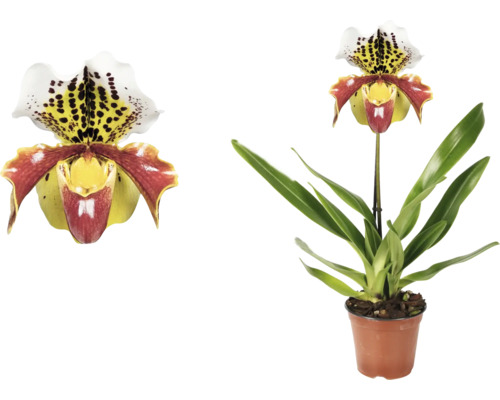 Papučka v květináči, detail květu