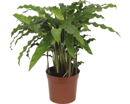 Kalátea FloraSelf Calathea rufibarba 'Blue Grass' výška 34-45 cm květináč Ø 12 cm 1 ks