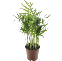 Palma horská FloraSelf Chamaedorea 20-30 cm květináč Ø 7 cm 1 ks-thumb-1 Palma horská FloraSelf Chamaedorea 20-30 cm květináč Ø 7 cm 1 ks-thumb-1