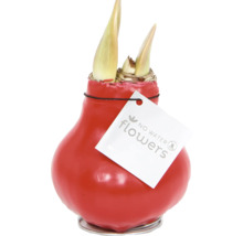 Cibule amarylky v červeném voskovém obalu s logem No Water Flowers